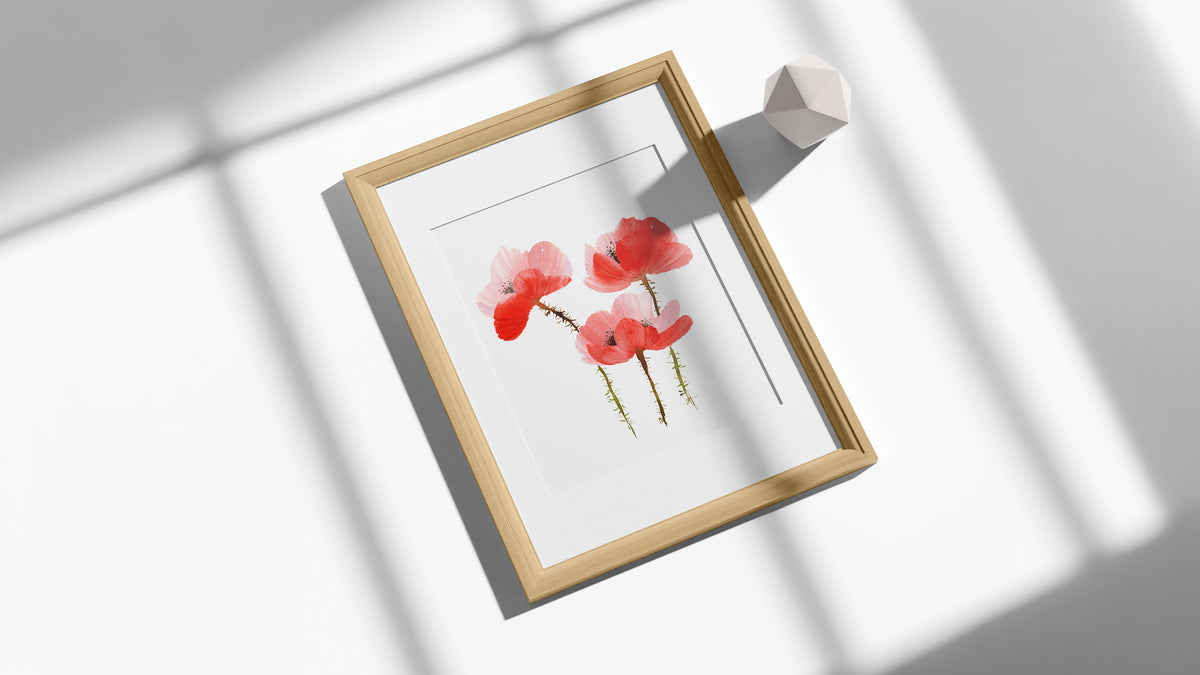 Gerahmter Fine-Art-Print mit drei roten Mohnblumen nach einem handgemalten Aquarell