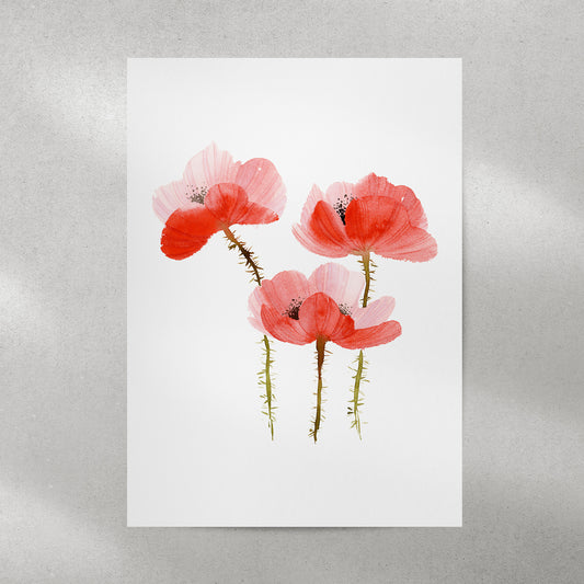Fine-Art-Print Mohnblumen