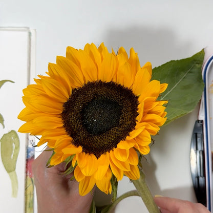 Onlinekurs „Sonnenblumen in Aquarell“ – Leuchtkraft und Struktur in einem Motiv