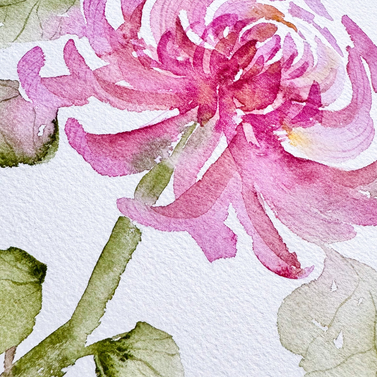 Onlinekurs „Chrysanthemen in Aquarell“ – Elegante Formen & sanfte Schichten